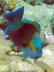 Parrotfish by Lucio Valgimigli 